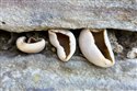 Peziza spp.