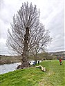 Black-poplar