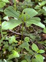 Herb-paris