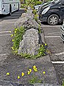 Welsh Poppy