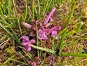 Pedicularis sylvatica
