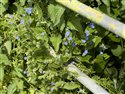 Pentaglottis sempervirens