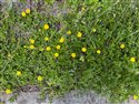 Potentilla reptans