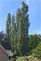 Populus nigra
