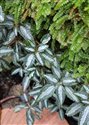 Pilea spruceana