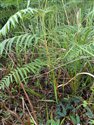 Pteridium esculentum
