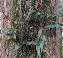 Pyrossia lingua