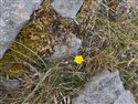 Mouse-ear-hawkweed