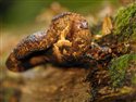 Piptoporus quercinus