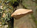 Piptoporus betulinus