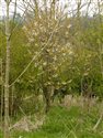 Prunus avium