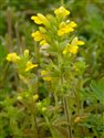 Parentucellia viscosa