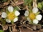 Rosales, Potentilla sterilis