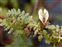 Fruit, Pedicularis palustris