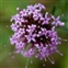 Flower, Phuopsis stylosa