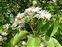 Flowering plants excl. Grasses, sedges and rushes., Pyrus cordata