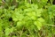 Leaf, Petroselinum crispum