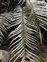 Cyatheales, Plagiogyria glauca
