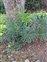 Philodendron, Philodendron bipinnatifidum