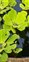 Pistia, Pistia stratiotes