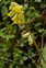 Inflorescence, Primula veris