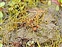 Ferns Clubmosses, Quillworts and Horsetails, Pilularia globulifera
