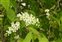 Breconshire, Prunus padus