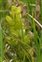 Fruit, Pedicularis sylvatica