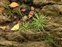 Plant, Plantago coronopus