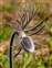 Guest items, Pulsatilla pratensis