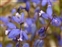Blue, Polygala serpyllifolia