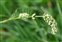 Marsh, Persicaria lapathifolia
