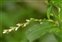 Taxonomic plant kingdom, Persicaria mitis