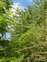 Plant, Prunus avium