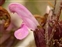 Pedicularis, Pedicularis sylvatica