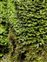 Wild-growing plants and fungi of the British Isles, Pellia endiviifolia