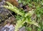 Calcareous grassland, Polystichum lonchitis