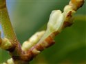Reynoutria japonica