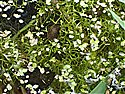 Riccia flutians