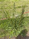 Rumex crispus