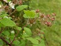 Rubus pedemontanus