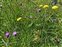 Inflorescence, Ranunculus repens