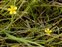 Perennial, Ranunculus flammula