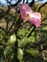 Eu-dicots, Rosa sp.