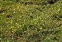 Plant, Ranunculus flammula