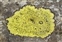 Fungi and Lichens, Rhizocarpon geographicum