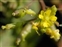 Oxfordshire, Rorippa palustris