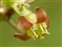 Saxifragales, Ribes uva-crispa