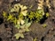 Ricciaceae, the Crystalwort family, Riccia subbifurca