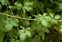Leaf, Rubus ulmifolius